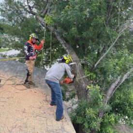 Tree Removal Recent Project 12 - Juniors Tree Services