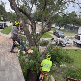 Tree Removal Recent Project 2 - Juniors Tree Services