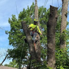 Tree Removal Recent Project 3 - Juniors Tree Services