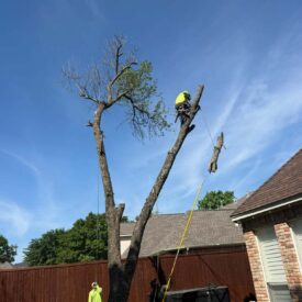 Tree Removal Recent Project 4 - Juniors Tree Services