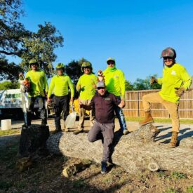 Tree Removal Recent Project 7 - Juniors Tree Services