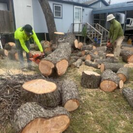 Tree Removal Recent Project 8 - Juniors Tree Services