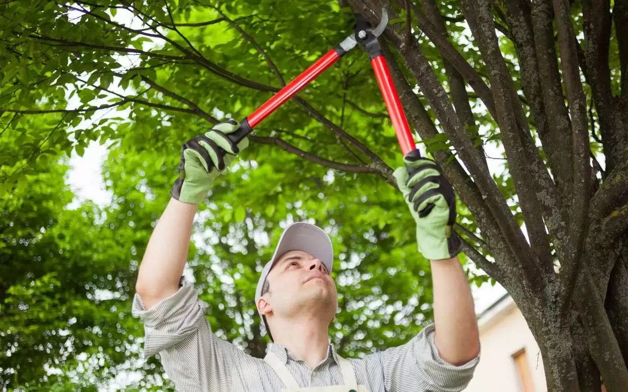 Guidelines on When to Prune Oak Trees in Texas
