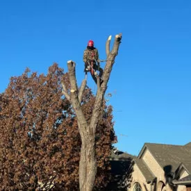 portfolio-junior-tree-services-16