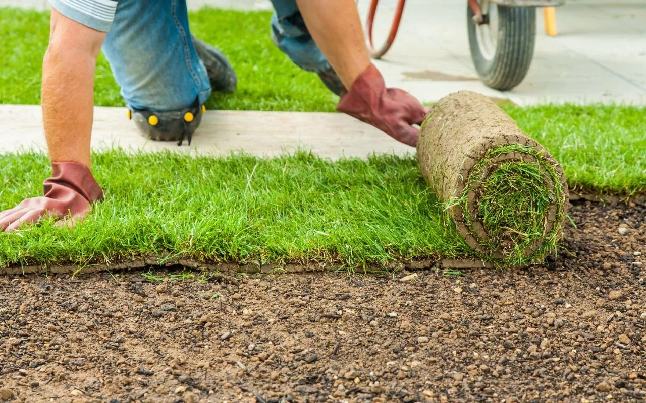 The Ultimate Guide to Installing Bermuda SOD in Lewisville, TX