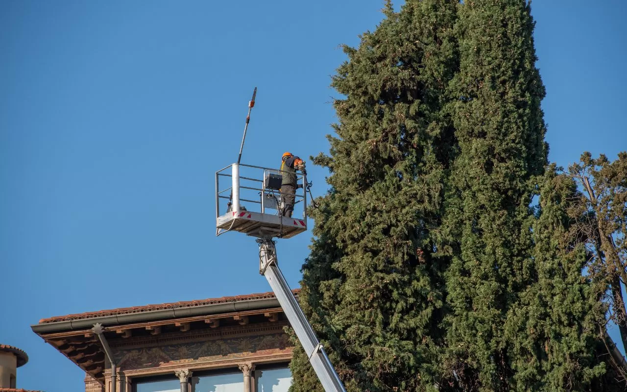 Why Regular Tree Maintenance is Essential for Property Safety in Coppell, TX